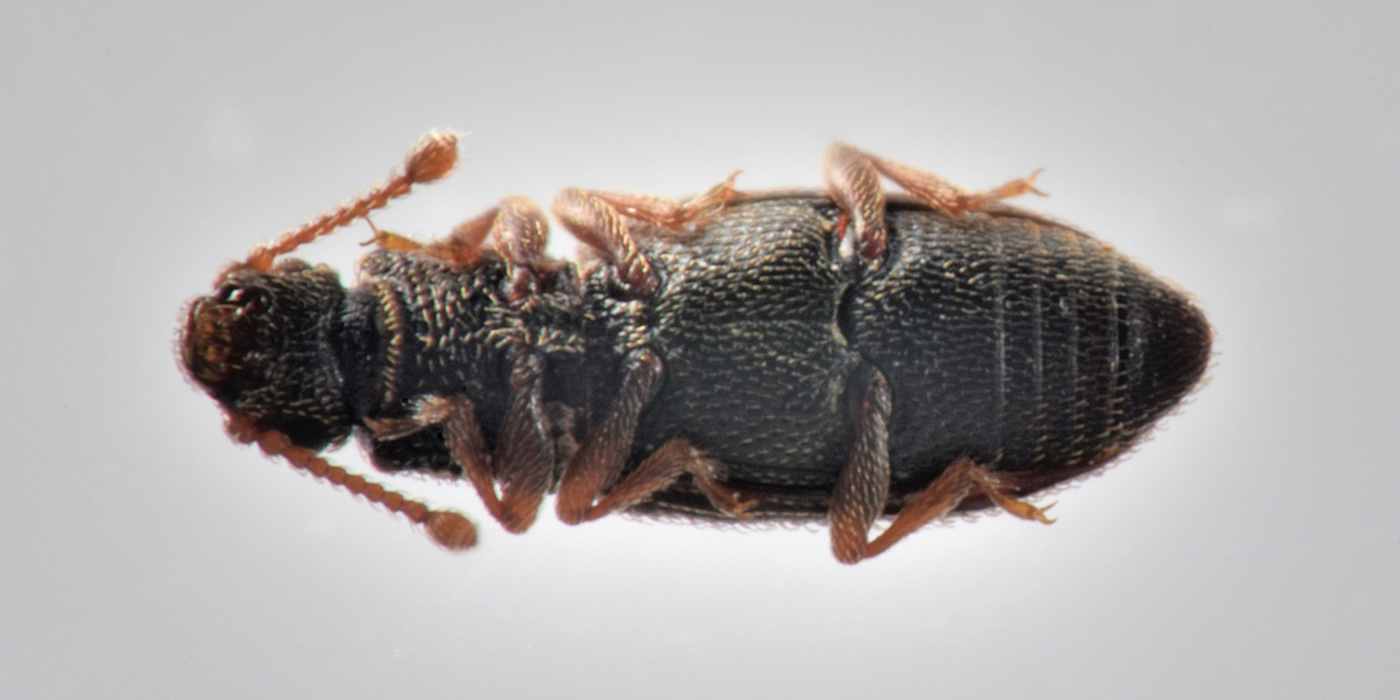 Monotomidae: Monotoma brevicollis